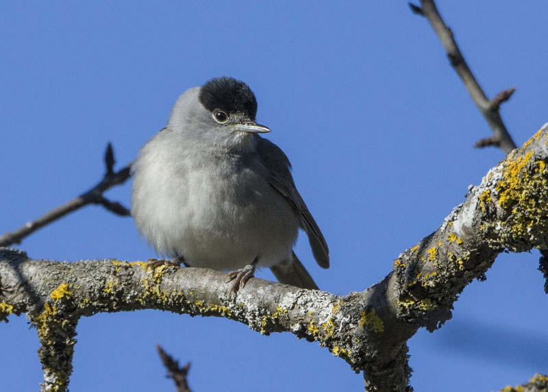 Capinera (Sylvia atricapilla) m.